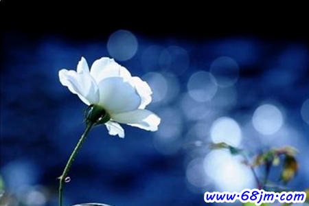 梦见白花、白色的花是什么意思
