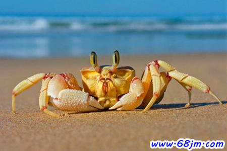 梦见沙滩抓螃蟹是什么意思