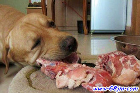 梦见狗吃猪肉