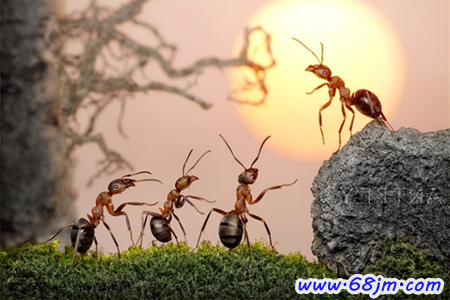梦见头上有蚂蚁、蚂蚁爬头上