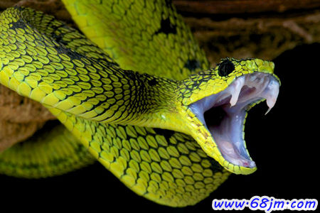 梦见绿色大蛇是什么意思