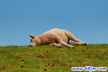 梦见死羊的尸体是什么意思
