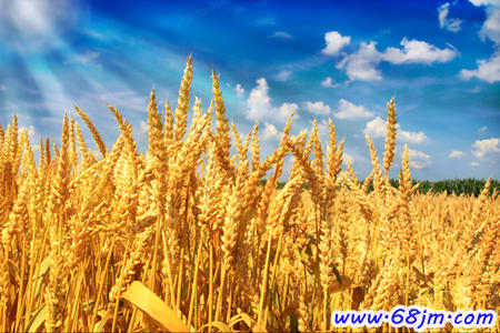 梦见小麦是什么意思