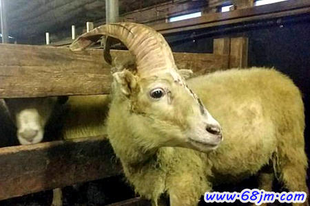 梦见独角羊是什么意思