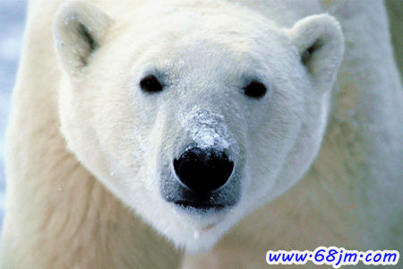 梦见北极熊、白熊是什么意思