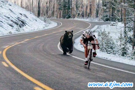 梦见熊追我、被熊追