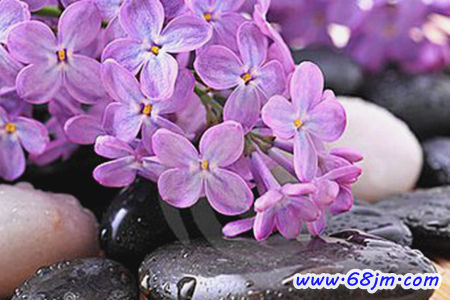 梦见淡紫色的花是什么意思