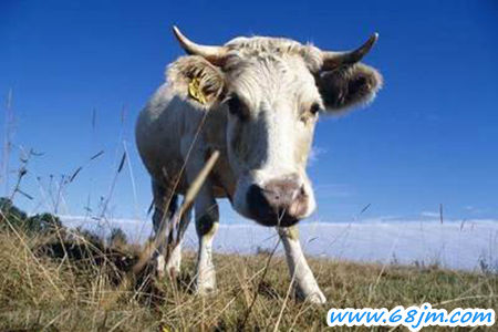 梦见家里有牛是什么意思
