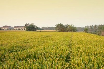 梦见稻田很多草
