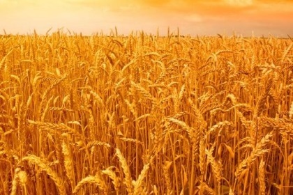 梦见小麦地是什么意思