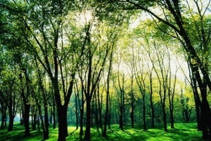 梦见树林是什么意思