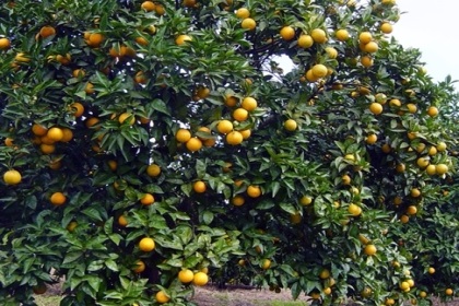 梦见橙子树