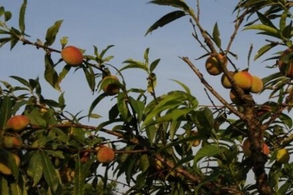 梦见枣树和桃树是什么意思