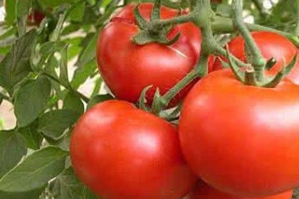 梦见家里很多西红柿是什么意思