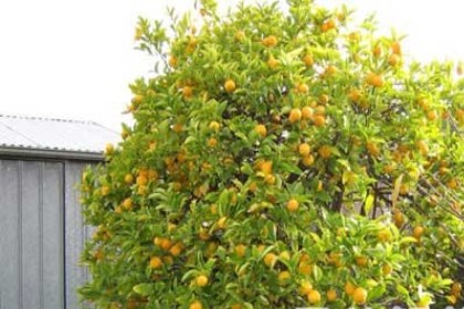 梦见自己栽柠檬树是什么意思