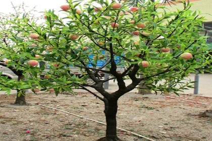 梦见桃子树是什么意思