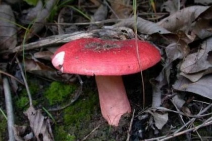 梦见红蘑菇