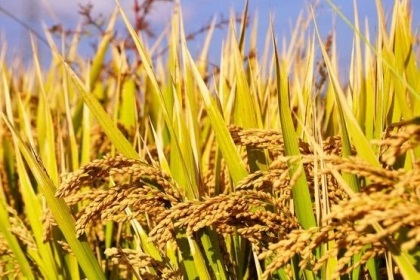 梦见水稻成熟是什么意思