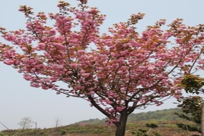 梦见樱花树是什么意思