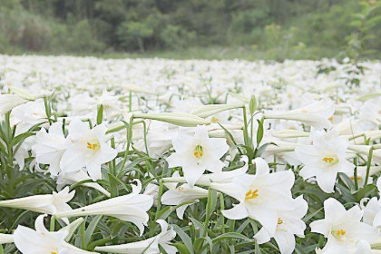梦见很多白色的花是什么意思