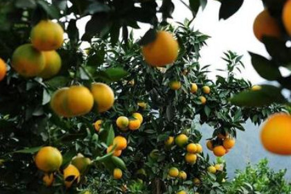 梦见树上的橙子是什么意思