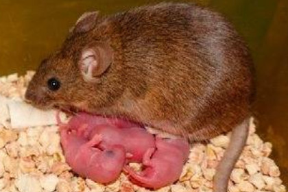 孕妇梦见老鼠生小老鼠