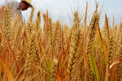 梦见小麦丰收是什么意思
