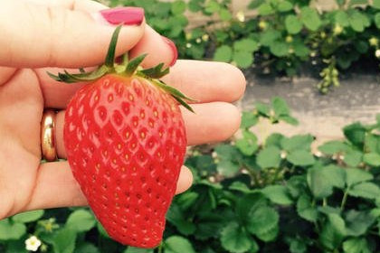 梦见别人摘草莓是什么意思