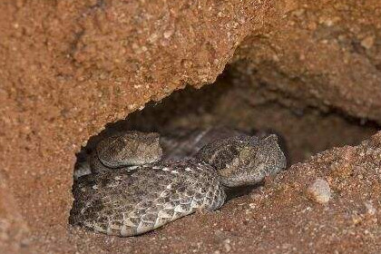 孕妇梦见蛇在蛇洞里是什么意思