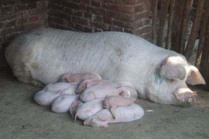孕妇梦见猪生小猪