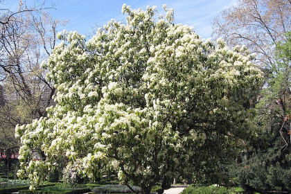 梦见李子树开满了白花