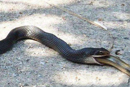 女人梦见蛇吃蛇