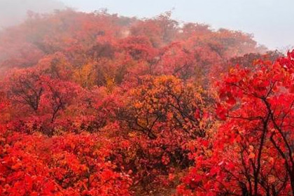 梦见满山的红叶是什么意思