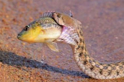 孕妇梦见蛇跟鱼是什么意思