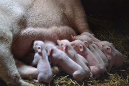 孕妇梦见猪下小猪崽是什么意思