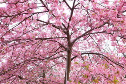 梦见粉色樱桃树