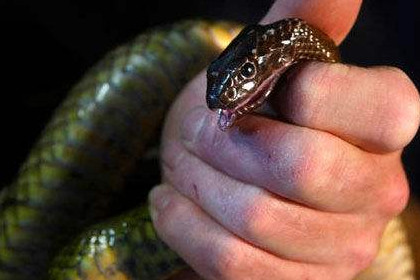 孕妇梦见蛇咬手是什么意思