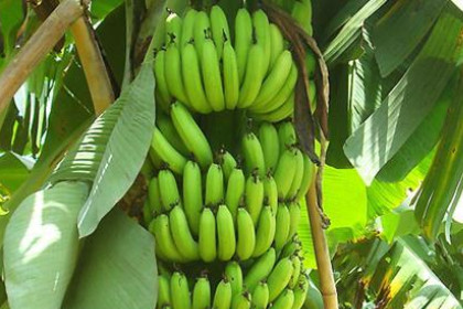 梦见香蕉树上接满香蕉
