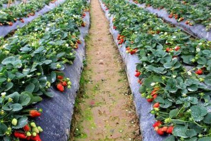 梦见在草莓地里摘草莓是什么意思