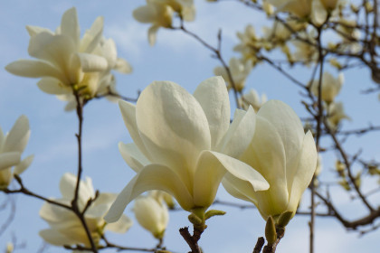 梦见白色的玉兰花是什么意思