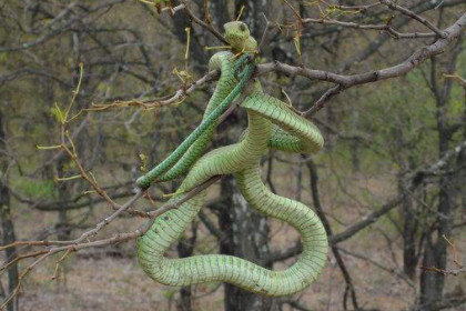 孕妇梦见蛇在树上