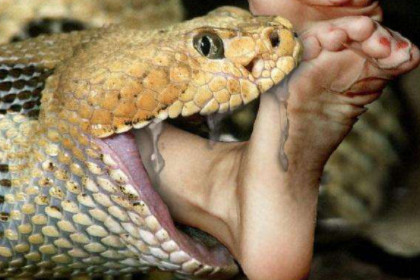 女人梦见蛇吃人是什么意思