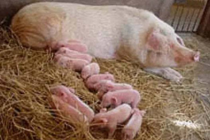 孕妇梦见猪生好多小猪