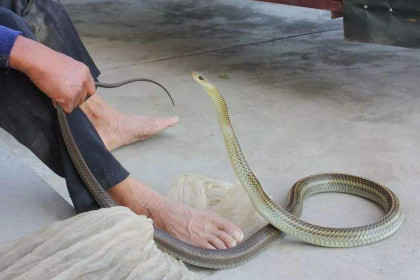 孕妇梦见蛇缠脚是什么意思