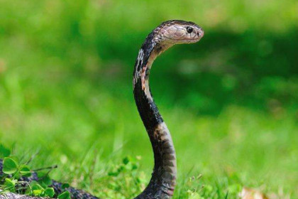 孕妇梦见蛇咬蛇是什么意思