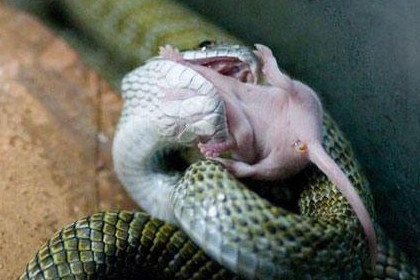 女人梦见蛇吃老鼠是什么意思