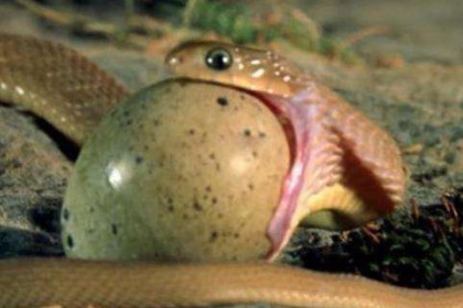孕妇梦见蛇吃东西