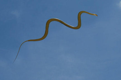 孕妇梦见蛇在天上飞