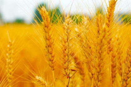 梦见小麦熟了是什么意思