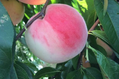 梦见桃子水蜜桃是什么意思